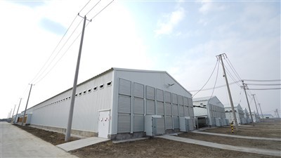 กรงไก่ชนิด H 4 ชั้นกรงแบตเตอรี่สัตว์ปีกอัตโนมัติอุปกรณ์สัตว์ปีก